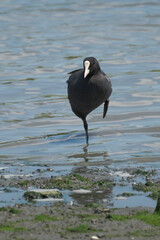 春の干潟で片足立ちのオオバン
