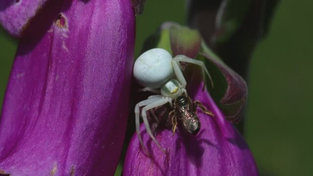Closeup of a Flower Crab Spider, Misumena vatia with prey on Foxglove flower. June. England. UK