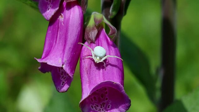 Flower Crab Spider, Misumena vatia catching a small wasp on a Foxglove flower. June. England. UK