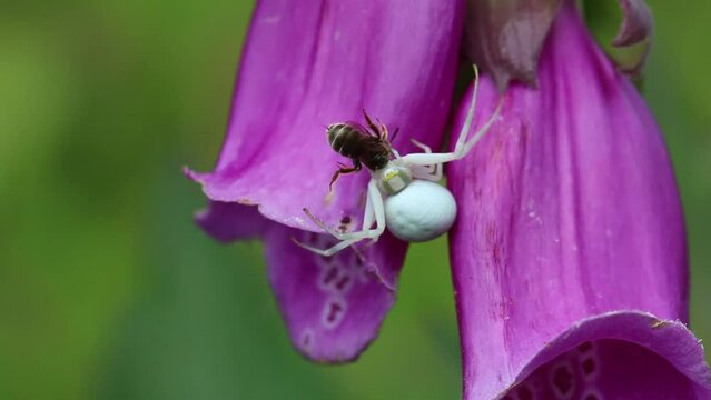 A white Flower Crab Spider, Misumena vatia eating a small wasp on Foxglove flower. June. England. UK