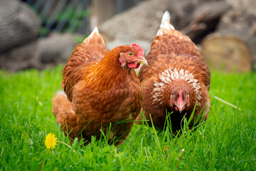 Red laying hens walk around the village.