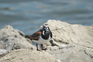 春の海辺に佇むキョウジョシギ