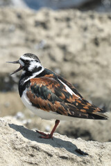 春の海辺に佇むキョウジョシギ