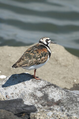 春の海辺に佇むキョウジョシギ