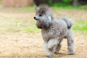 A poodle runs across a sandy field