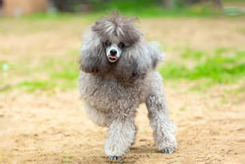 A poodle runs across a sandy field