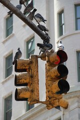 City street sign one way and pedestrian