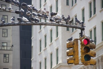 City street sign one way and pedestrian