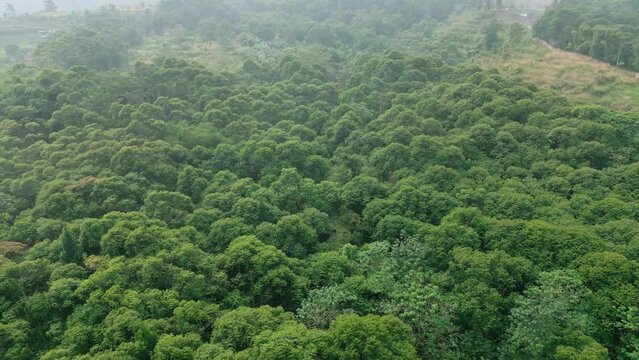 Aerial video of a tropical forest in the forest interior of Bogor, West Java, Indonesia.