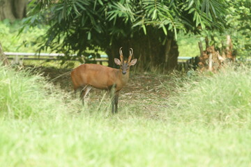 deer in the forest