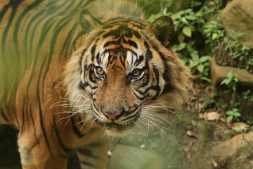 tiger in the zoo