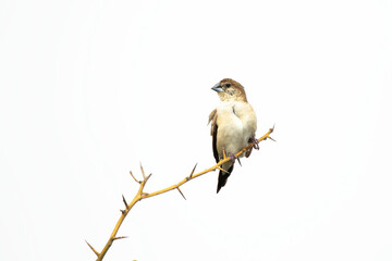 Indian Silver BIll