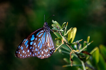 Dark Blue Tiger Butterfly
