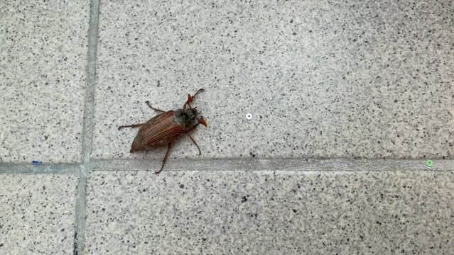 A beetle walks on the grey floor. Macro shot Melolontha