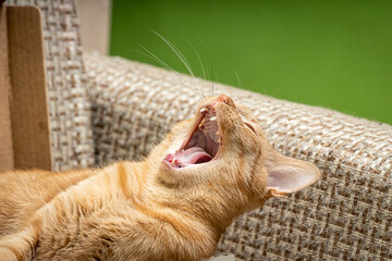 yawning ginger adult cat at home