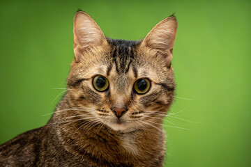 Portrait of an Eastern European cat with surprised eyes