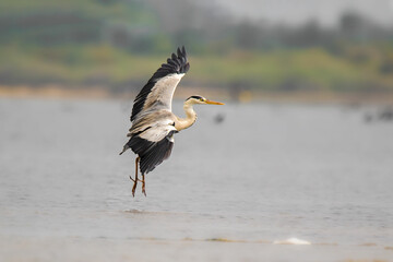 Grey heron in flight