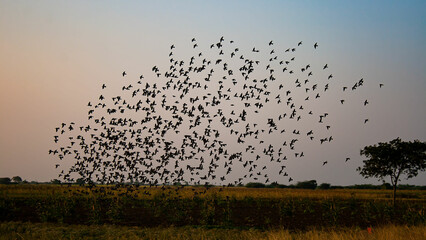 sunset in the field birds flying