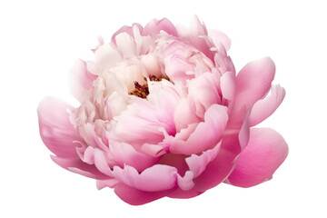 Peony flower on transparent background. Generative AI illustration