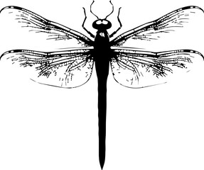 Dragon fiy animal images