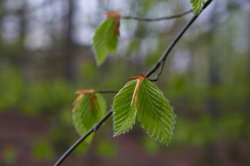 Young leaves of european beech in early spring, Carpathian forest, Slovakia
