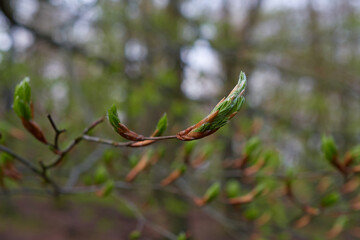 Young leaves of european beech in early spring, Carpathian forest, Slovakia