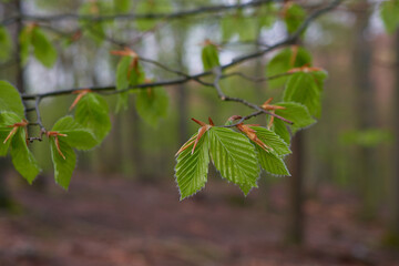 Young leaves of european beech in early spring, Carpathian forest, Slovakia
