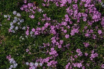 Purple small flowers growing on the ground in sunset light.