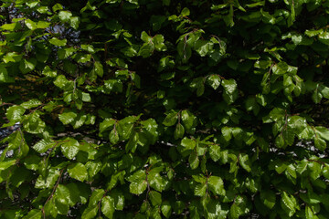 Texture of fresh green tree leaves in sunlight.