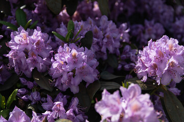 Beautiful purple flowers in sunset light.