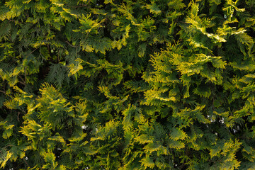 Beautiful texture of a coniferous green-yellow plant