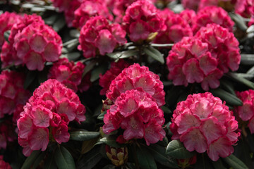 Beautiful clusters of pink flowers in the sunset light