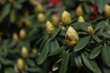 Unblown large flowers on a tree in the sunset light.