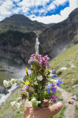 Different variety of flowers found in high altitude himalayan region, and waterfall in background