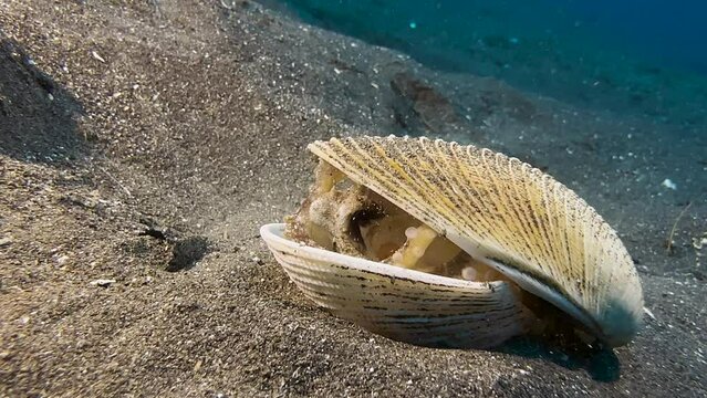 Coconut octopus hidden in a shell repositions the upper half of the shell.Medium shot during daylight on a sandy slope.