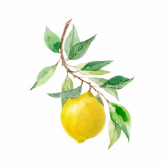 Beautiful image with hand drawn watercolor yellow lemons and leaves. Stock clip art illustration.