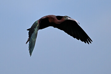 Glossy ibis // Brauner Sichler (Plegadis falcinellus) 