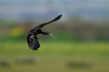 Glossy ibis // Brauner Sichler (Plegadis falcinellus) - Greece