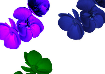 Fototapeta na wymiar Pink, purple, red, colorful flowers png, transparent, no background, hd, high quality, flowers png