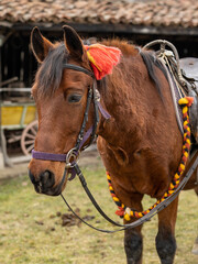 Close up of beautiful brown horse with ornate ribbon in farmyard