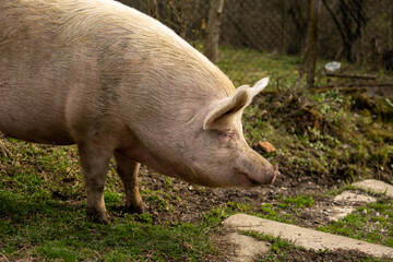 Close up of large hairy pig foraging for food in rural village