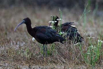 Glossy ibis // Brauner Sichler (Plegadis falcinellus) 