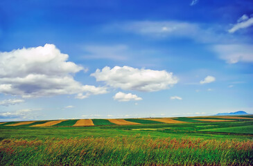 Fields in Montana