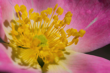 Nahaufnahme des Bl&uuml;tenstempels einer Wildrose