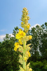 Low rate flowering flower plant herb nature natural detail close up