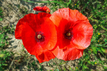Fototapeta na wymiar Poppy flower petals red color detail close up macro photography