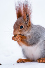 squirrel in snow