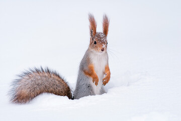 squirrel in snow