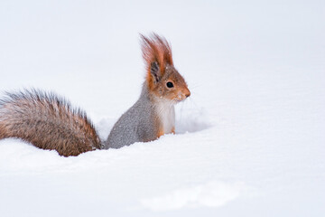 squirrel in snow