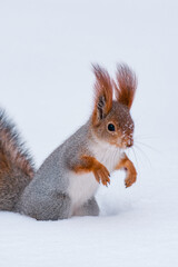 squirrel in snow